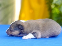 puppies