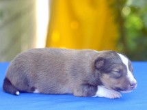 puppies