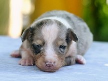puppies
