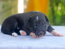 puppies