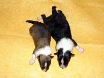 puppies