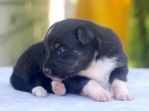 puppies