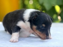 puppies