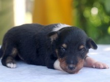 puppies