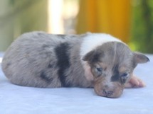 puppies