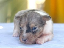 puppies
