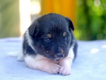 puppies