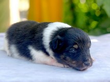 puppies