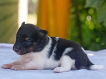 puppies
