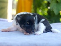 puppies