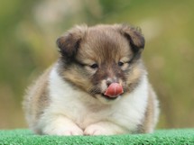 puppies