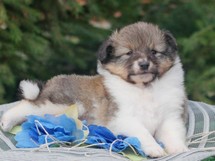 puppies