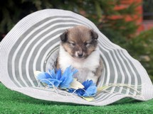 puppies