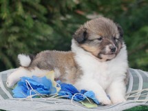 puppies