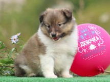 puppies
