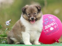 puppies