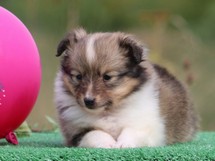 puppies