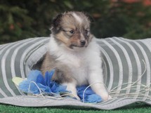puppies