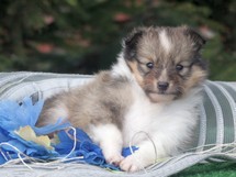 puppies