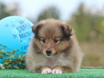 puppies