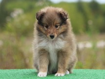 puppies
