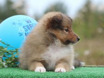 puppies