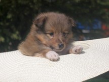 puppies