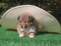 puppies