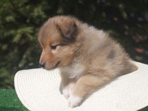 puppies