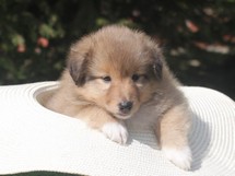 puppies