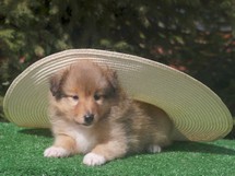 puppies