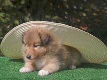 puppies