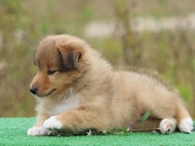 puppies