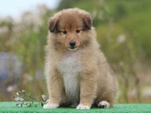 puppies