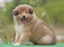 puppies