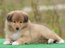 puppies