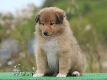 puppies