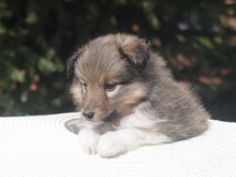 puppies