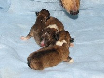 puppies