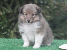 puppies