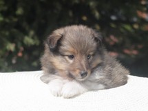 puppies