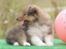 puppies