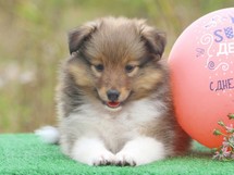 puppies