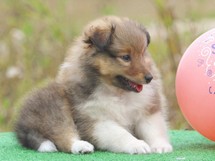 puppies