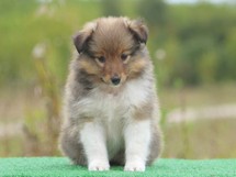 puppies