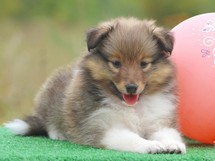 puppies