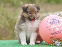 puppies