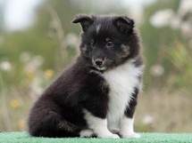 puppies