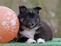 puppies