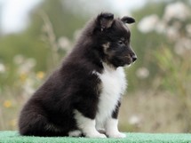 puppies